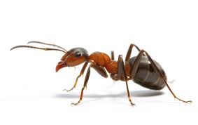 ant-extermination