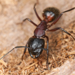 carpenter-ant1