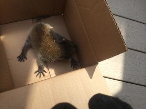 humane-racoon-removal-300x224