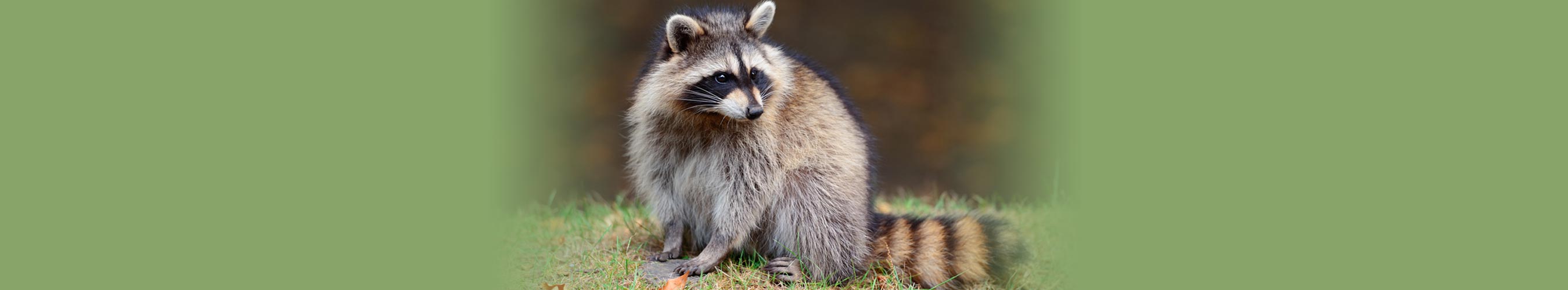 humane-racoon-removal-vancouver-bc